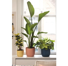 Drie kamerplanten in bloempotten op een vensterbank