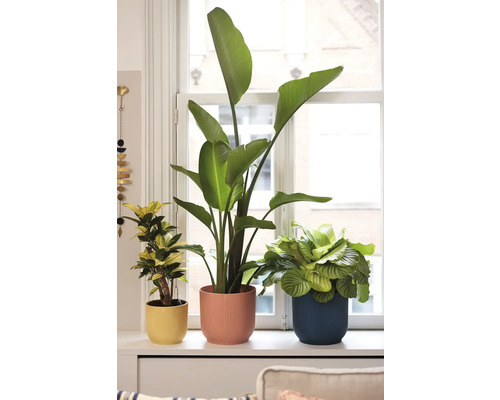 Drie kamerplanten in bloempotten op een vensterbank