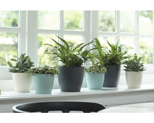 Vensterbank met verschillende kamerplanten in bloempotten