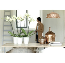 Licht interieur met orchideeën in potten, glazen flessen en een hanglamp boven een tafel.