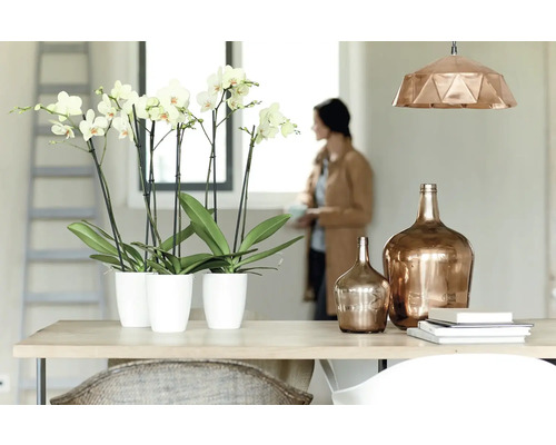 Licht interieur met orchideeën in potten, glazen flessen en een hanglamp boven een tafel.