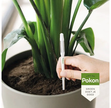Planten in een pot met een vochtmeter voor bodemanalyse