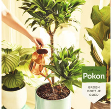 Een persoon geeft een kamerplant water met een gieter, met het Pokon logo in beeld.