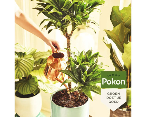 Een persoon geeft een kamerplant water met een gieter, met het Pokon logo in beeld.