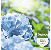 Close-up van blauwe hortensiabloemen met Pokon logo