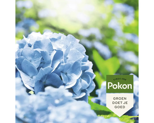Close-up van blauwe hortensiabloemen met Pokon logo
