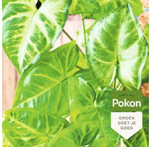 Plant met groene bladeren en Pokon Logo