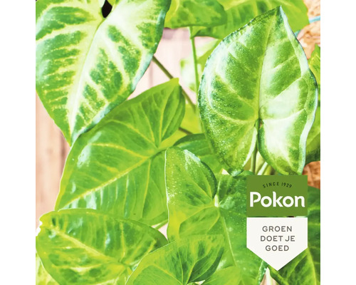 Plant met groene bladeren en Pokon Logo