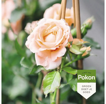 Close-up van een lichtgekleurde roos met stengel en bladeren