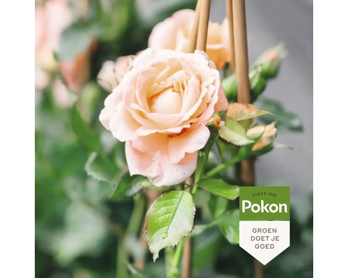 Close-up van een lichtgekleurde roos met stengel en bladeren