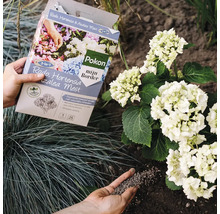 Persoon bemest hortensia's en azalea's met Pokon meststof uit een pak.