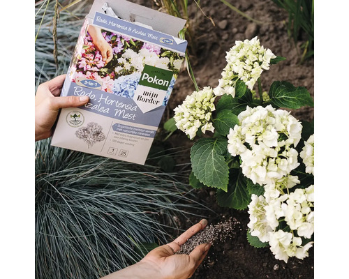 Persoon bemest hortensia's en azalea's met Pokon meststof uit een pak.