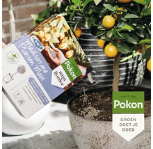 Mediterrane plantenvoeding wordt in een pot met een citrusplant gegoten.