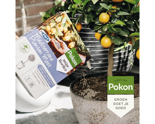 Mediterrane plantenvoeding wordt in een pot met een citrusplant gegoten.
