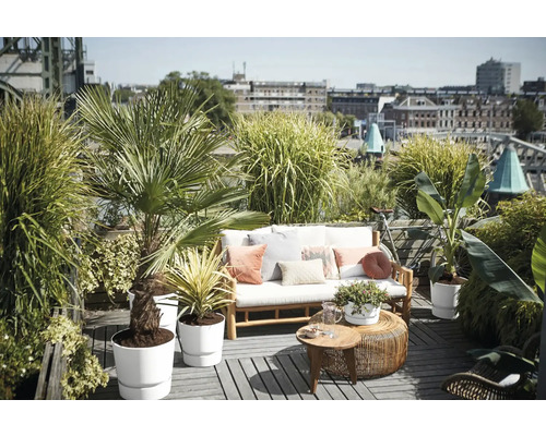 Beplant dakterras met houten bank, kussens, diverse potplanten zoals palm en bananenplant en uitzicht op de stad.