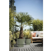 Licht terras met palm en yucca in ronde kunststof potten met schotels naast een houten bank met kussens en weelderige grassen.