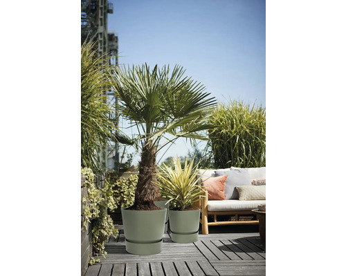Licht terras met palm en yucca in ronde kunststof potten met schotels naast een houten bank met kussens en weelderige grassen.