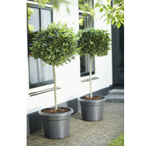 Twee laurierbomen op stam in grote grijze plantenbakken voor een witte huisgevel.