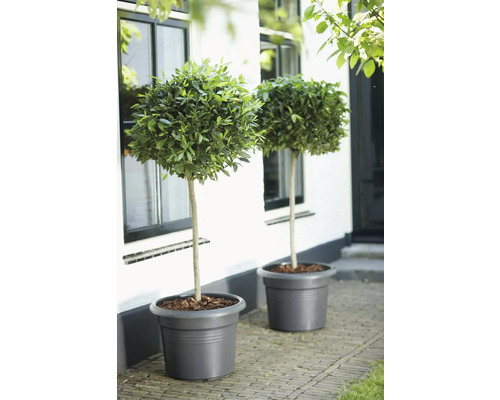 Twee laurierbomen op stam in grote grijze plantenbakken voor een witte huisgevel.