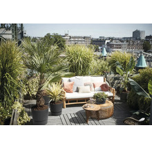 Zonnig dakterras met houten bank, witte kussens, sierkussens en diverse planten in potten zoals palmen en grassen voor een stadsgezicht.