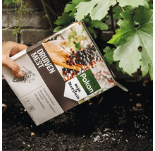 Een hand strooit Pokon druivenmest uit de verpakking op de aarde bij een druivenstruik.