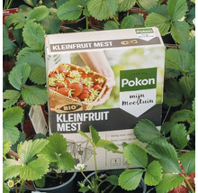 Pokon Bio Kleinfruit Mest voor bessen en aardbeien, verpakking van 1 kilogram tussen aardbeienplanten. Pokon Logo.
