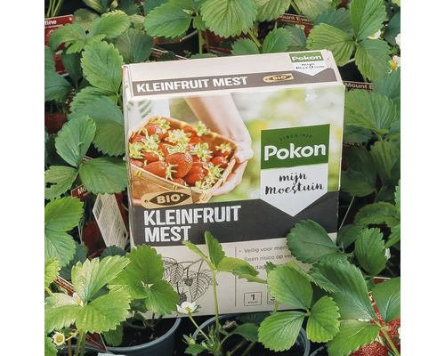 Pokon Bio Kleinfruit Mest voor bessen en aardbeien, verpakking van 1 kilogram tussen aardbeienplanten. Pokon Logo.