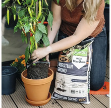 Een persoon plant een chiliplant in een terracotta pot met Pokon Bio Moestuingrond op een houten terras.
