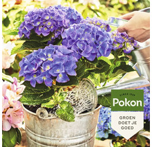 Blauwe hortensia's in een zinken emmer worden bewaterd met een gieter. Pokon Logo.