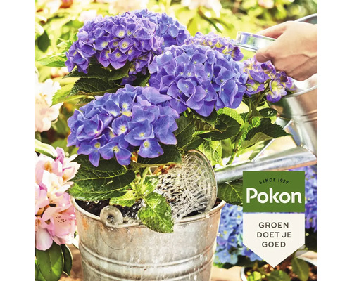 Blauwe hortensia's in een zinken emmer worden bewaterd met een gieter. Pokon Logo.