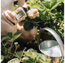 Een persoon giet vloeibare Pokon plantenvoeding in een maatbeker bij aardbeienplanten en een metalen gieter.