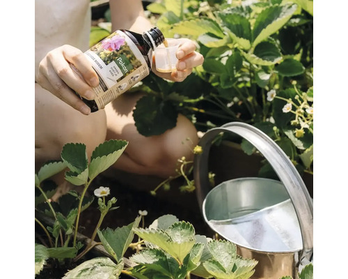 Een persoon giet vloeibare Pokon plantenvoeding in een maatbeker bij aardbeienplanten en een metalen gieter.