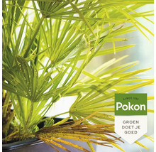 Detailopname van een palmplant met ongedierte op de bladeren. Pokon Logo.