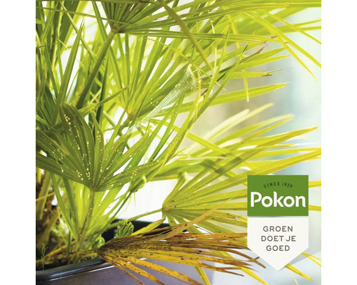 Detailopname van een palmplant met ongedierte op de bladeren. Pokon Logo.