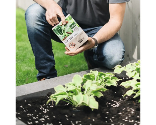 Een persoon houdt een verpakking Pokon Bio tegen slakken korrels vast bij een plantenbak met planten in de tuin.
