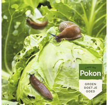 Naaktslakken op een kool met vreetsporen en Pokon Logo.