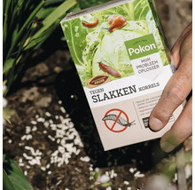 Een hand strooit Pokon tegen slakken korrels over de tuingrond, korrels op de aarde, Pokon Logo op de verpakking.