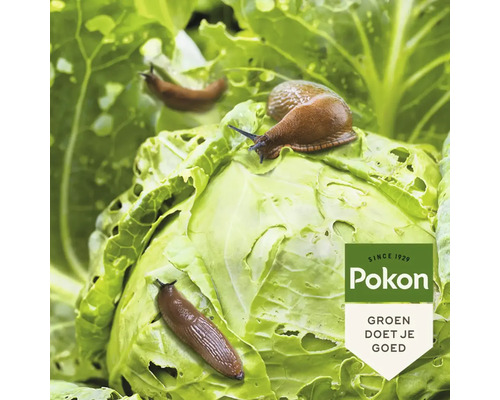 Naaktslakken op een kool met vreetsporen en Pokon Logo.