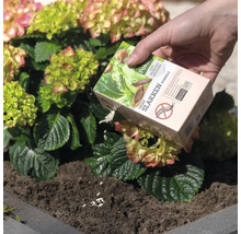 Een hand strooit Pokon slakkenkorrels uit een verpakking op de grond bij een bloeiende plant.