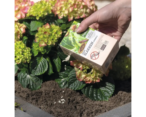 Een hand strooit Pokon slakkenkorrels uit een verpakking op de grond bij een bloeiende plant.