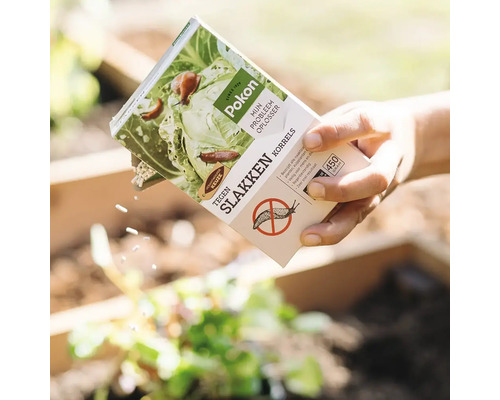 Een hand strooit Pokon Tegen Slakken korrels uit een verpakking over planten in een plantenbak.