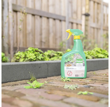 Pokon Tegen Onkruid Spray in spuitfles op een bestraat tuinpad naast onkruid voor een houten schutting.