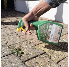 Een hand besproeit onkruid in de voegen van bestrating met onkruidspray uit een spuitfles.
