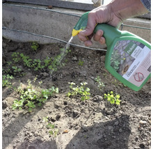 Een hand spuit met een Pokon spuitfles onkruidverdelger op onkruid in de tuingrond.