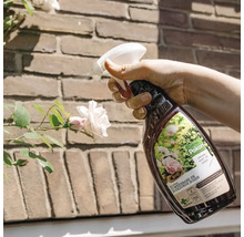 Een hand bespuit een witte roos met Pokon Bio plantenkuur voor weerbare en gezonde rozen voor een bakstenen muur.