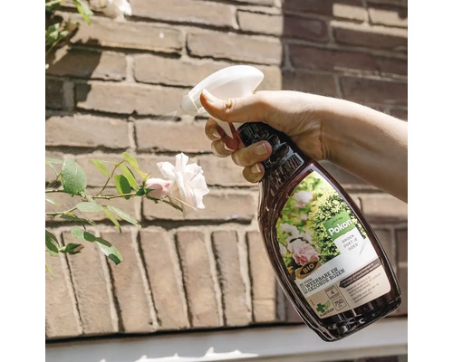 Een hand bespuit een witte roos met Pokon Bio plantenkuur voor weerbare en gezonde rozen voor een bakstenen muur.