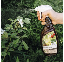 Een hand besproeit een plant met witte bloemen met de Pokon Bio kuur 750 Milliliter voor weerbare en gezonde planten in een tuin.