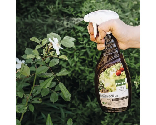Een hand besproeit een plant met witte bloemen met de Pokon Bio kuur 750 Milliliter voor weerbare en gezonde planten in een tuin.