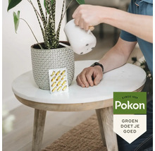 Iemand geeft een Alocasia Zebrina water in een keramieken pot op een marmeren tafel naast plantenvoeding capsules. Pokon Logo.