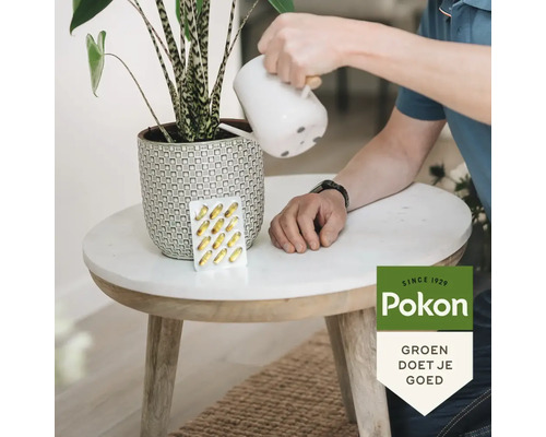 Iemand geeft een Alocasia Zebrina water in een keramieken pot op een marmeren tafel naast plantenvoeding capsules. Pokon Logo.